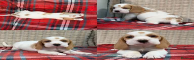 Beagle 4