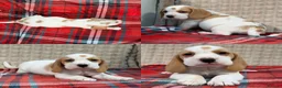 Beagle dogs for sale: BEAUTIFUL (SHOW TYPE) BEAGLE PUPPIES READY NOW - Advert 30