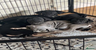 Cane Corso dogs - Advert 10