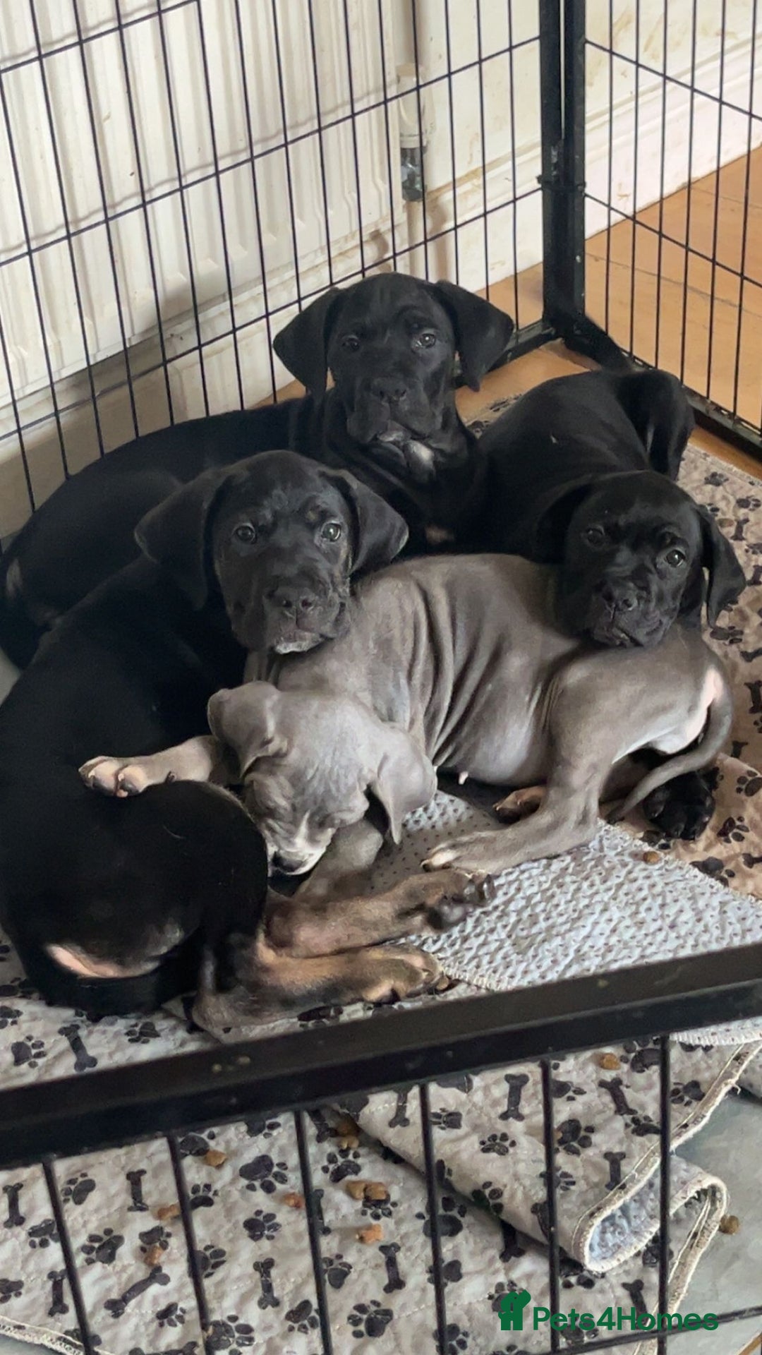 Cane Corso dogs for sale: Beautiful Cane Corso Puppies - Image 3