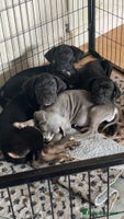 Cane Corso dogs - Advert 1