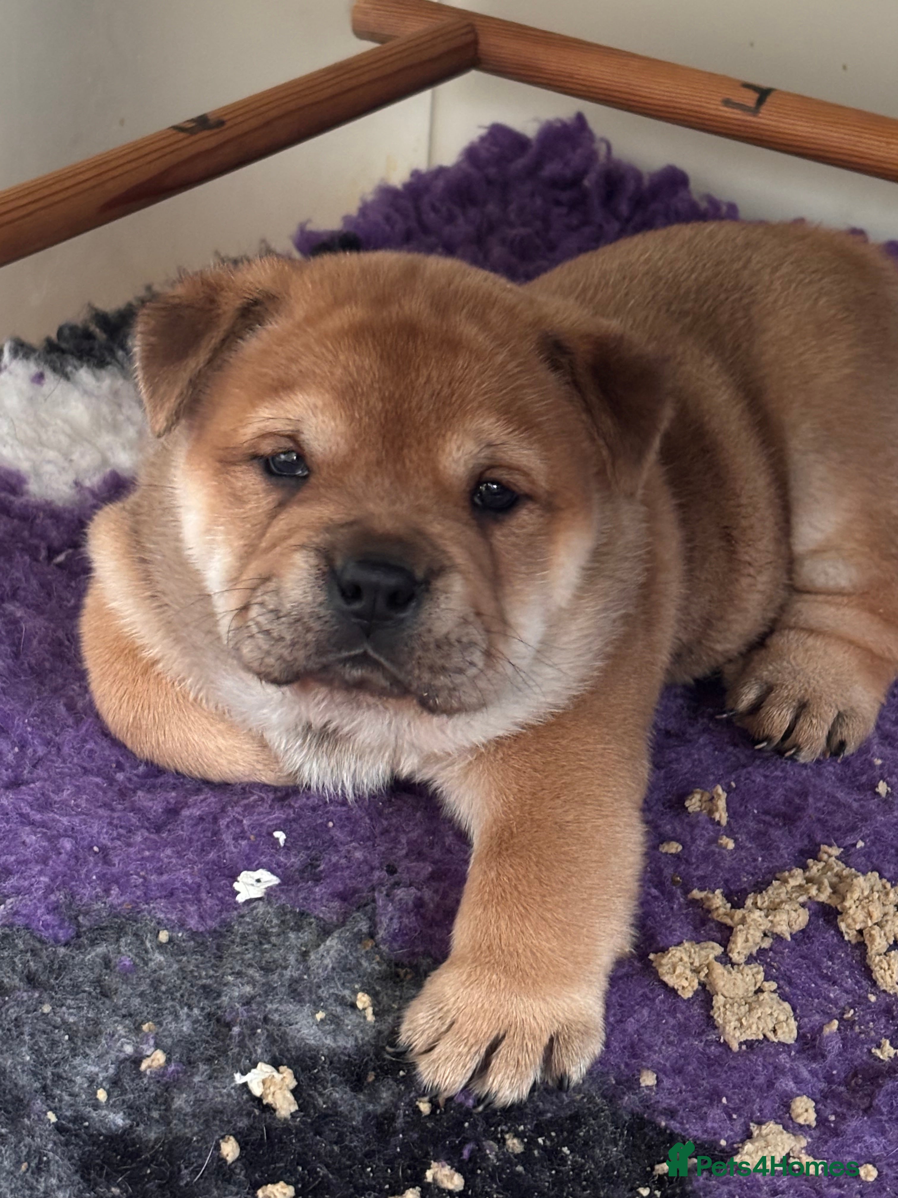 Mixed Breed dogs Fluffy British Bulldog Cross Chow Puppies – Rare - Advert 2