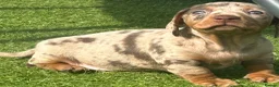 Dachshund dogs for sale: Beautiful, loving, Daschound babies - Advert 15
