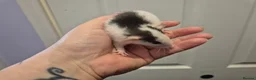 Rat rodents for sale: Baby Dumbo Rats in Durham - Advert 15