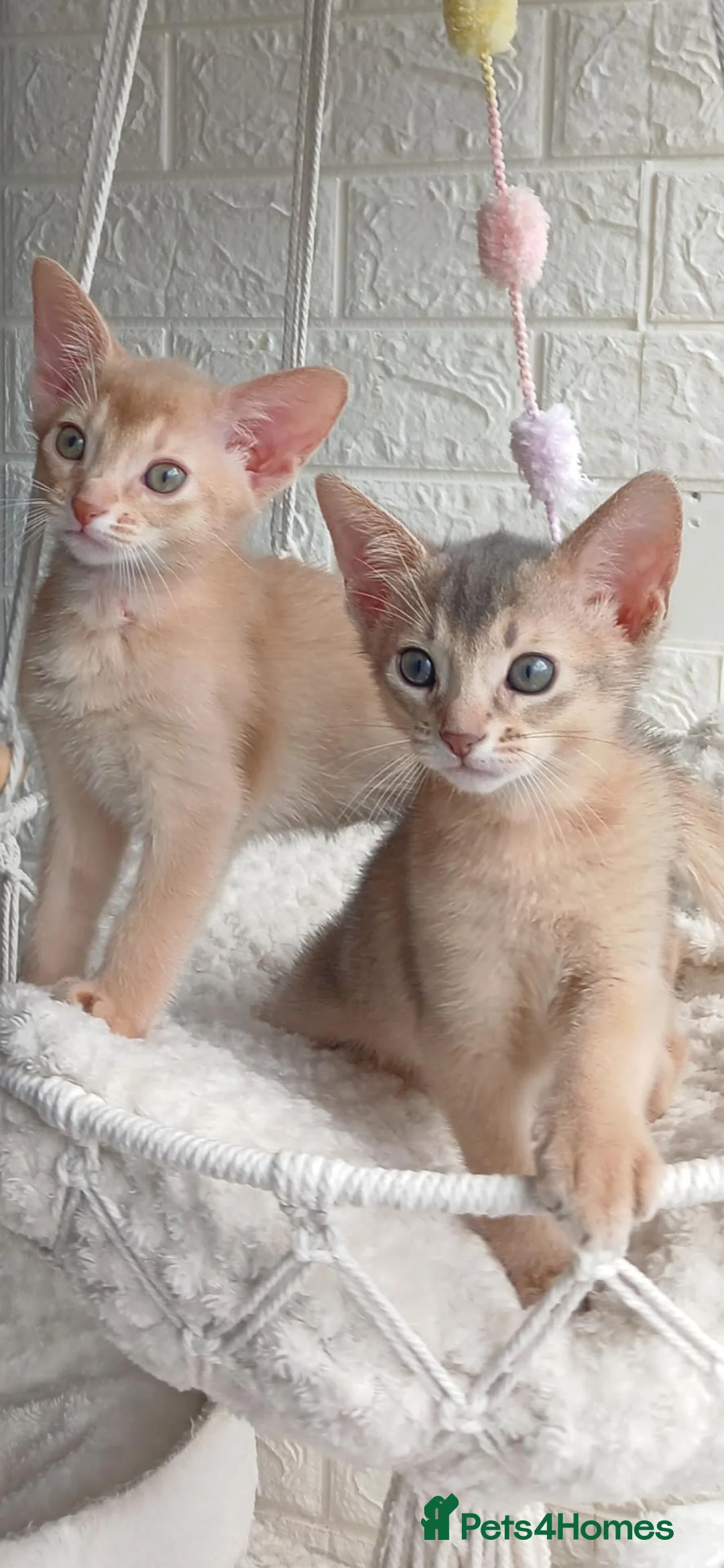 Abyssinian cats for sale: Beautiful Abyssinian Kittens  - Advert 2