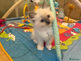 Ragdoll cats in Ashton-under-Lyne - Advert 4