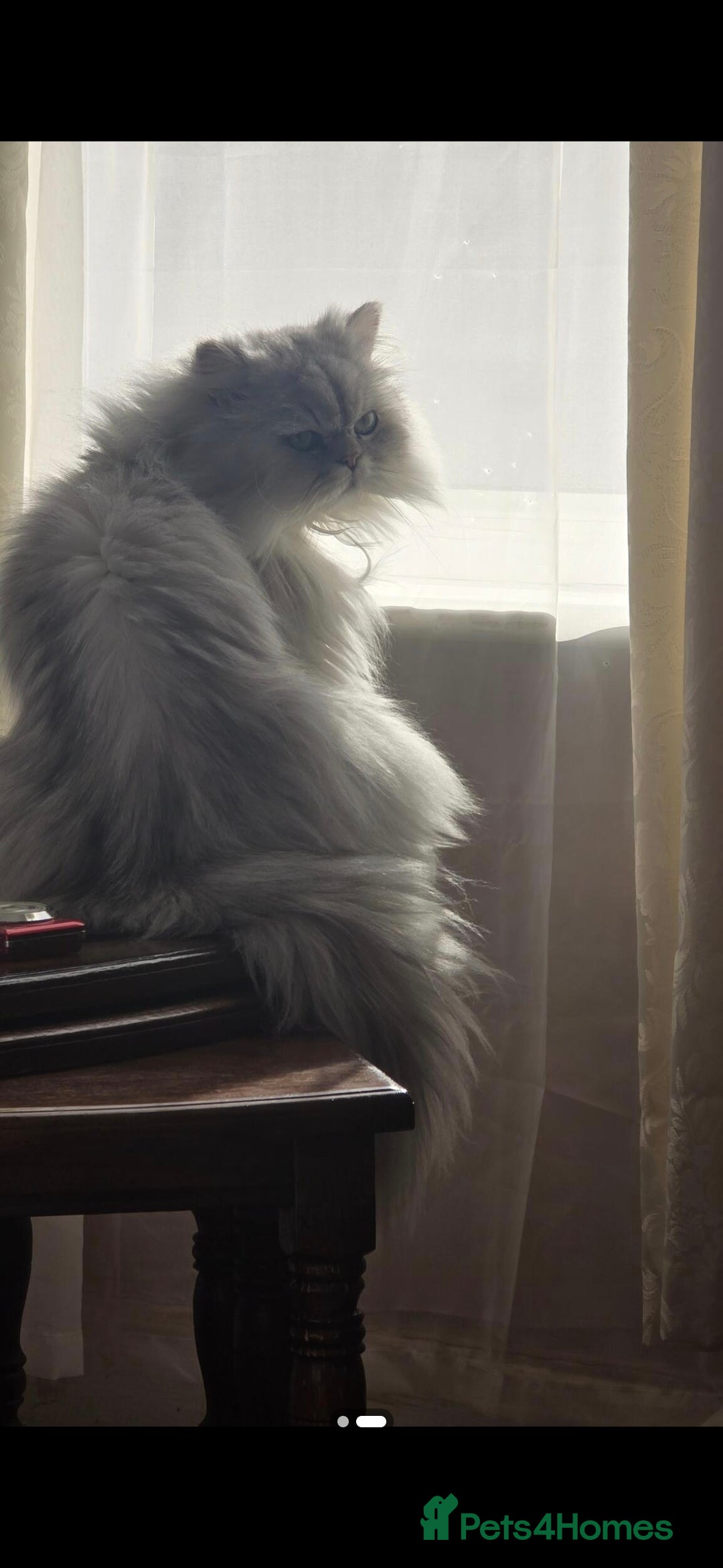 Persian cats for sale: Chinchilla Persian  - Image 3