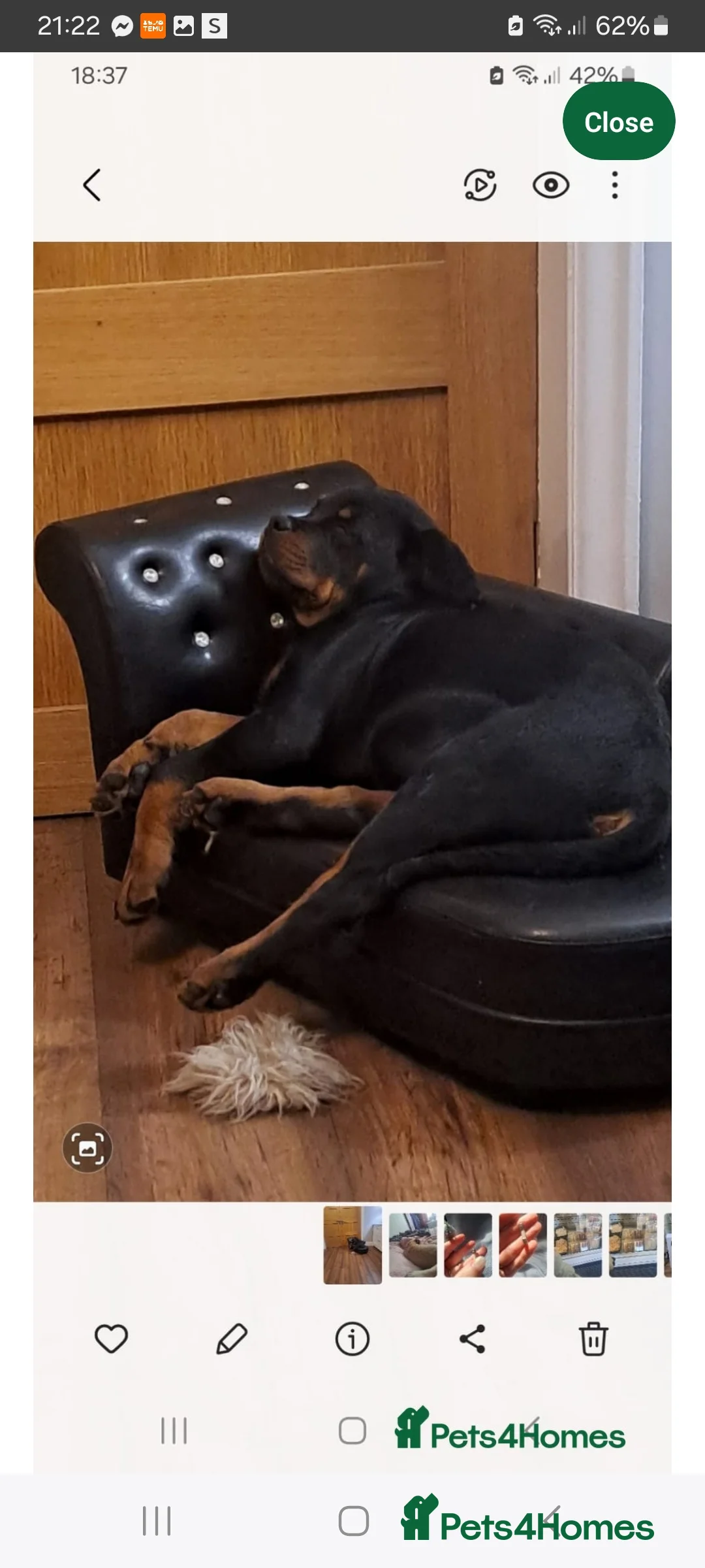 Rottweiler dogs for sale: Kc rottweiler bitch - Advert 1