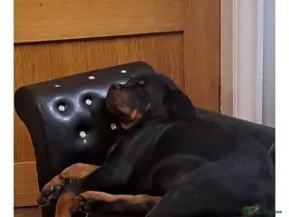 Rottweiler dogs Kc rottweiler bitch - Advert 2