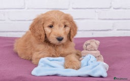 Goldendoodle dogs for sale: Goldendoodle fabulous male puppy!  - Image 6