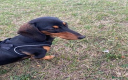 Miniature Dachshund dogs for sale: Miniature dachshund  - Image 2