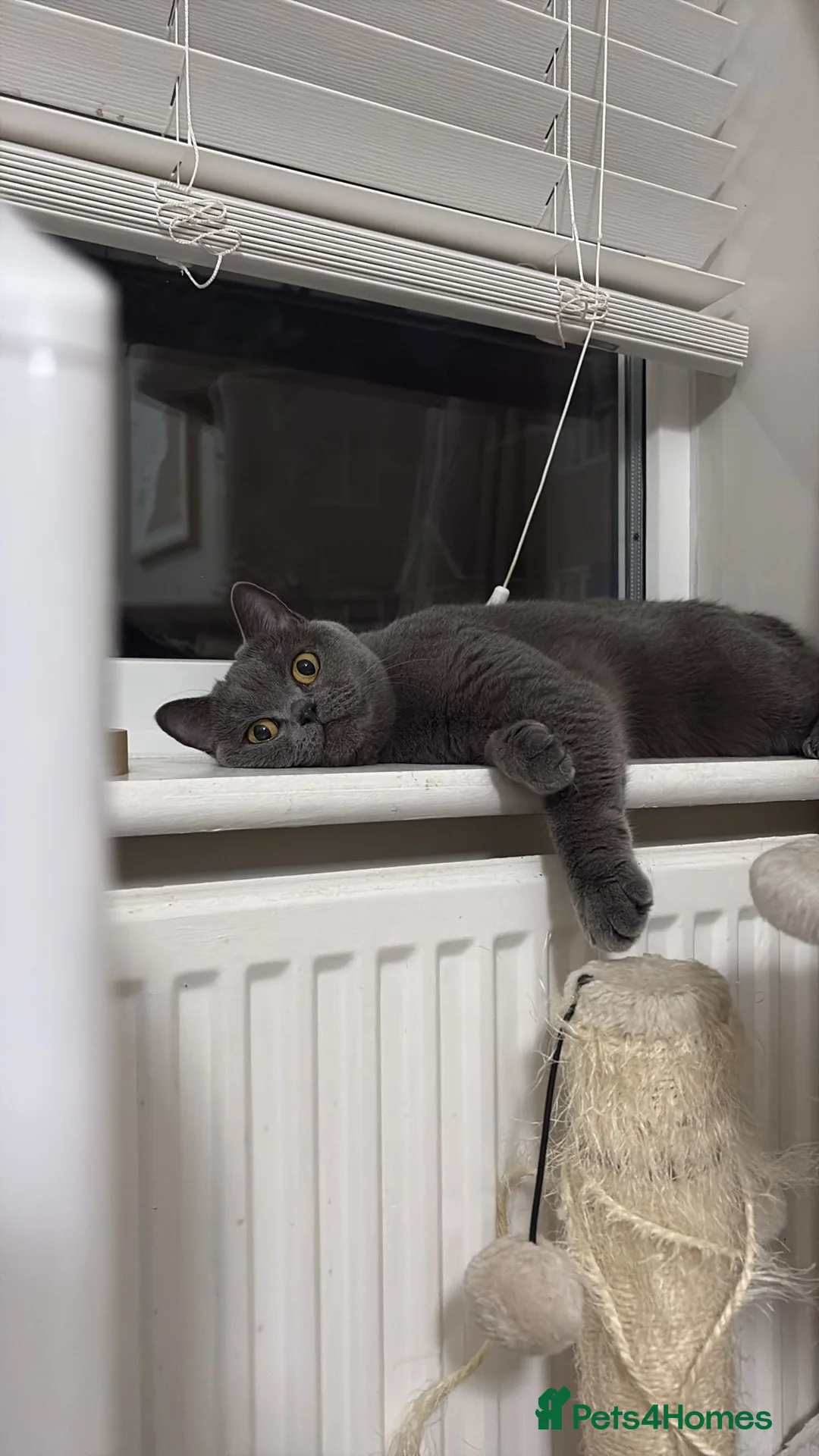 British Shorthair cats for sale: Blue female British shorthair - Advert 2