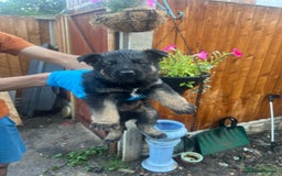 German Shepherd dogs for sale: Black German Shepherded Puppies for Sale - Image 11