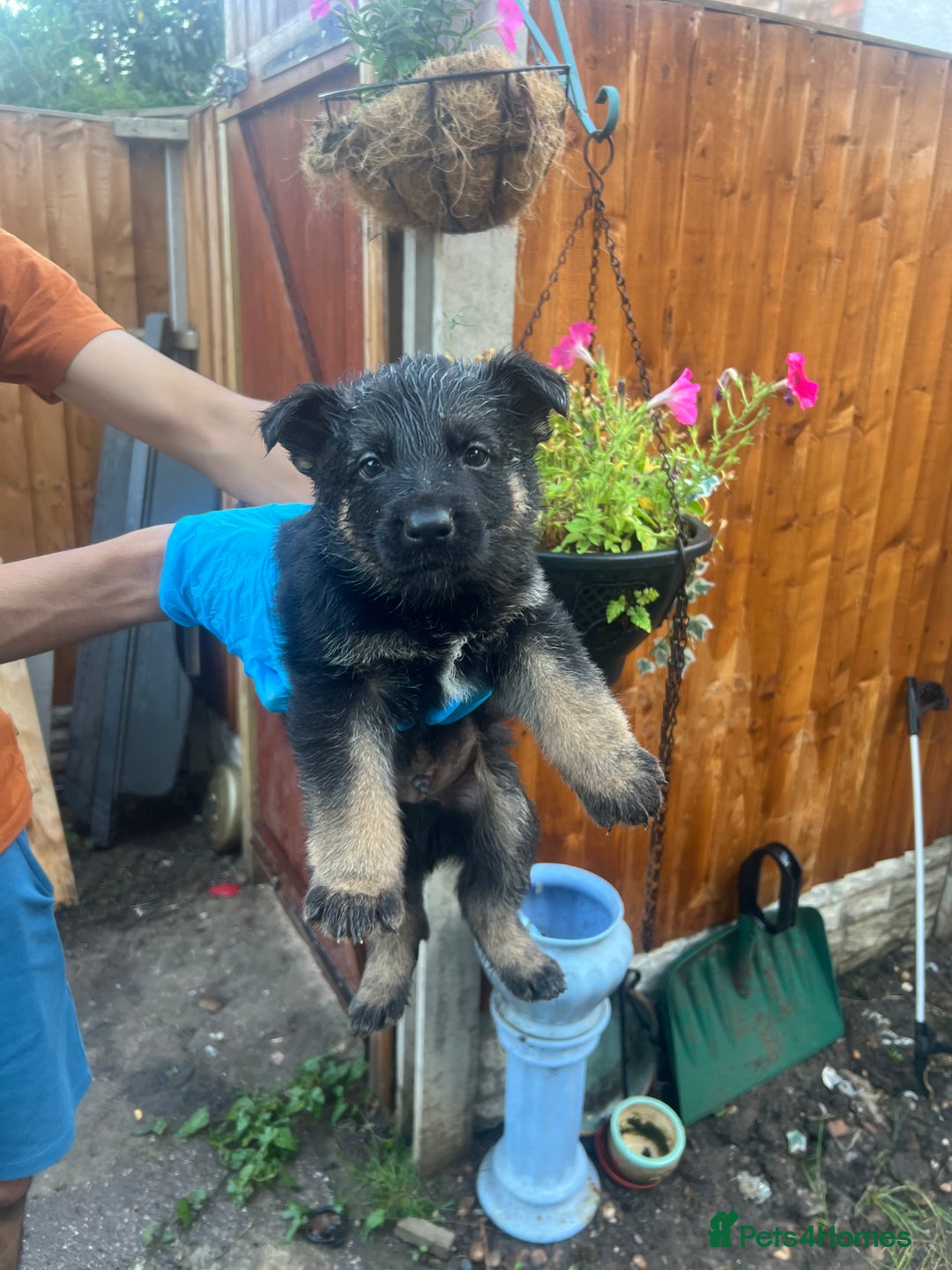 German Shepherd dogs for sale: Black German Shepherded Puppies for Sale - Image 11