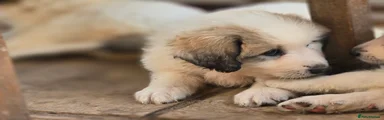 Pyrenean Mountain Dog 4