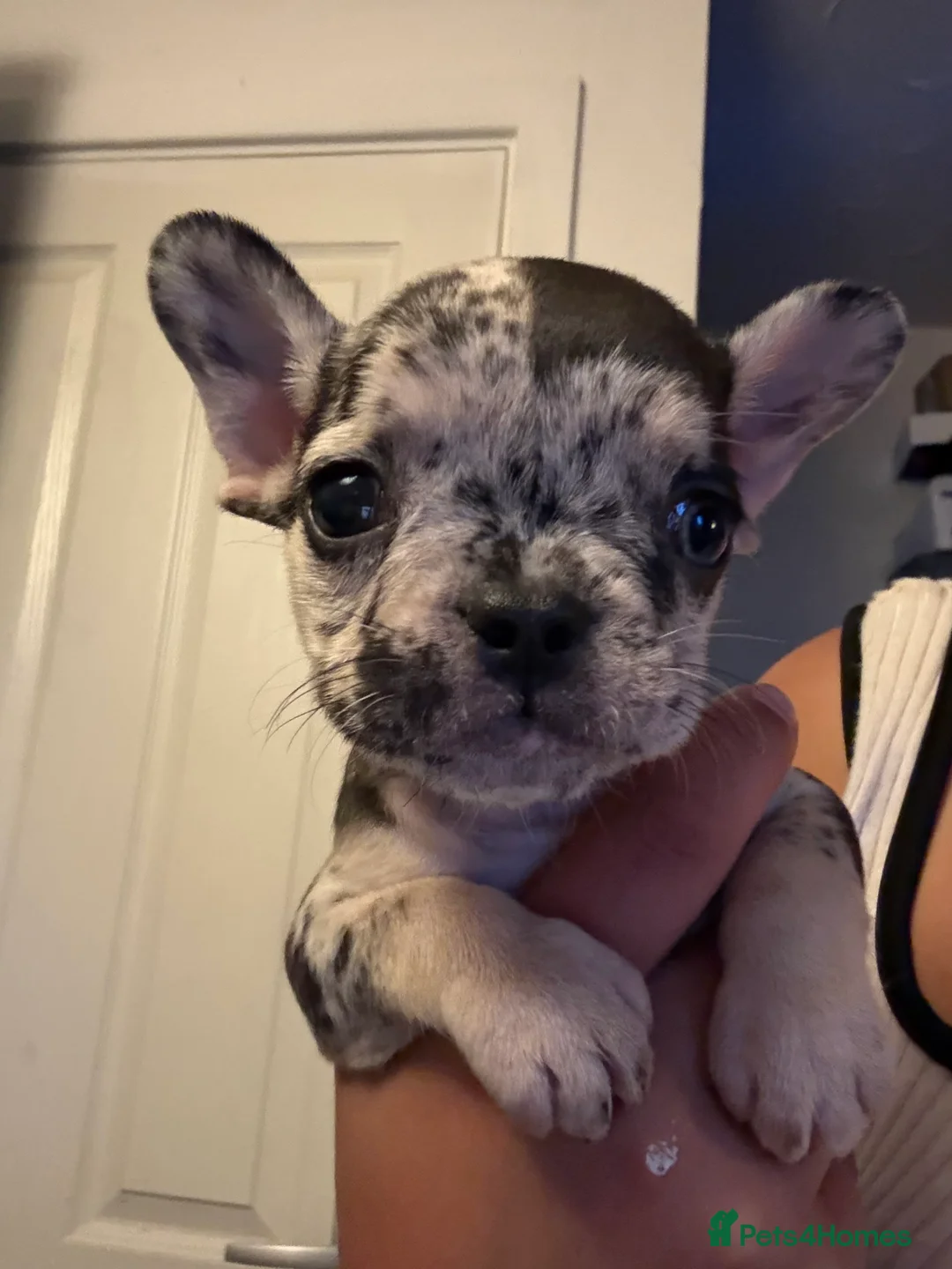 French Bulldog dogs for sale: 7 beautiful French bulldog puppies  - Advert 2