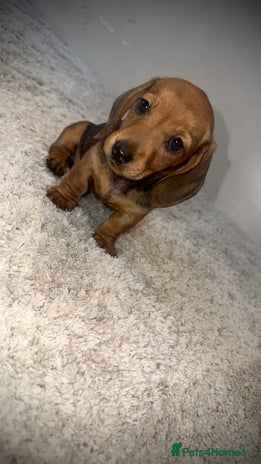 Miniature Dachshund dogs - Advert 3