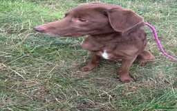 Mixed Breed dogs for adoption: Max * Labrador x Sprollie *240781 - Image 3
