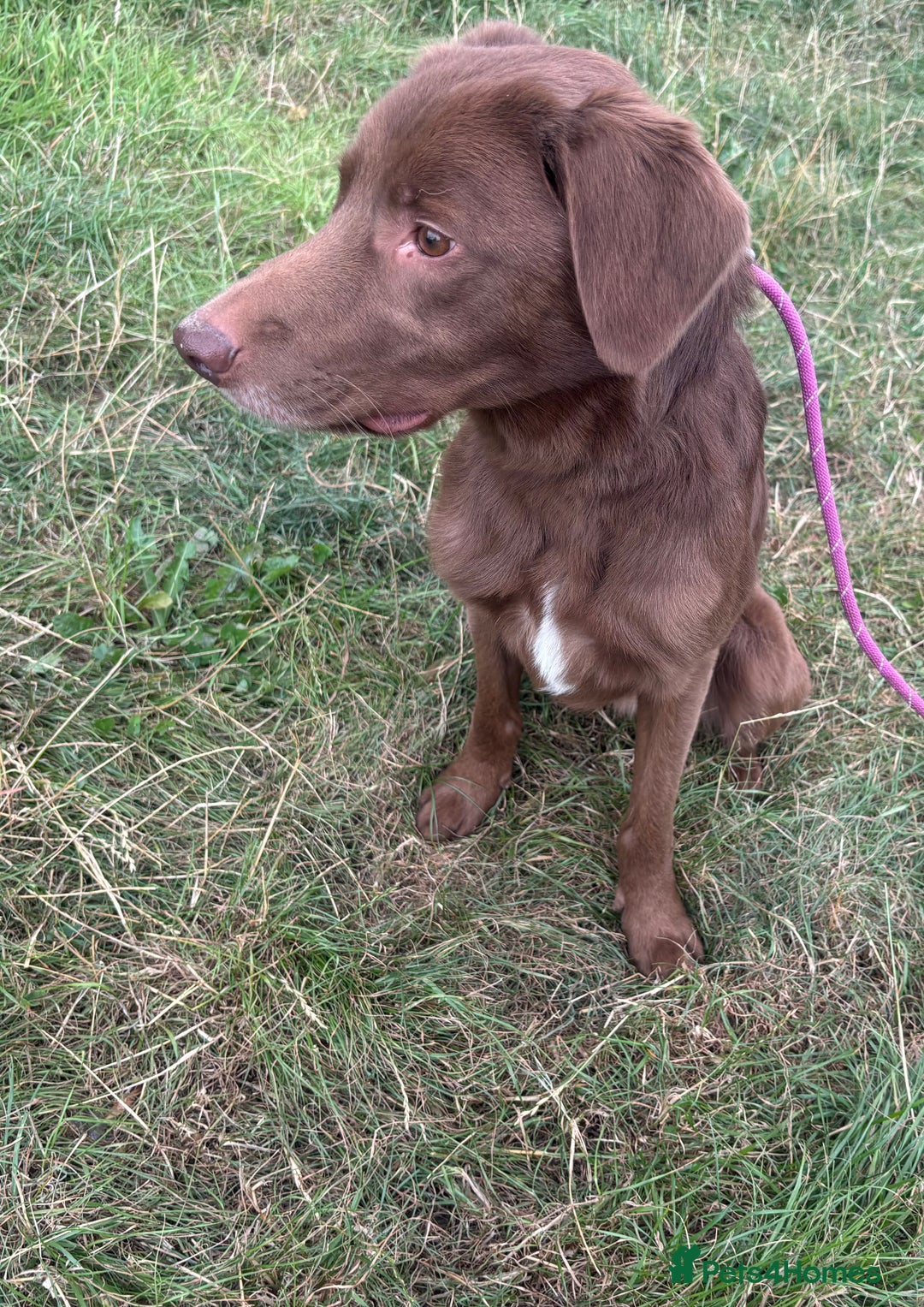 Mixed Breed dogs for adoption: Max * Labrador x Sprollie *240781 - Image 3