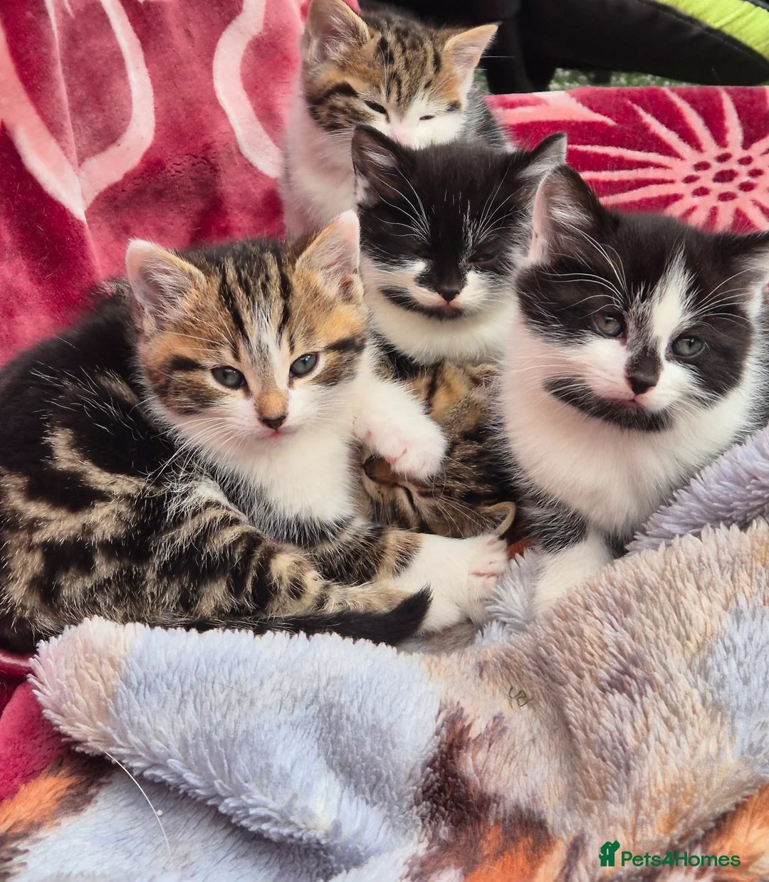 Mixed Breed cats for sale: 5 little kitten  - Advert 6