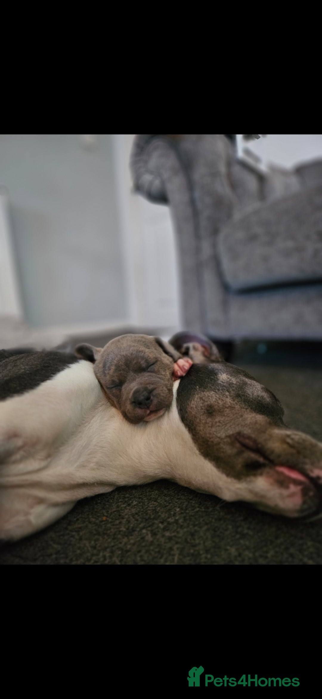 Staffordshire Bull Terrier dogs for sale: Staffy Puppies. Exceptional Temperament. - Advert 18