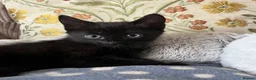Mixed Breed cats for sale: Friendly Kittens Raised Around Dog and Toddler in Morpeth - Advert 6