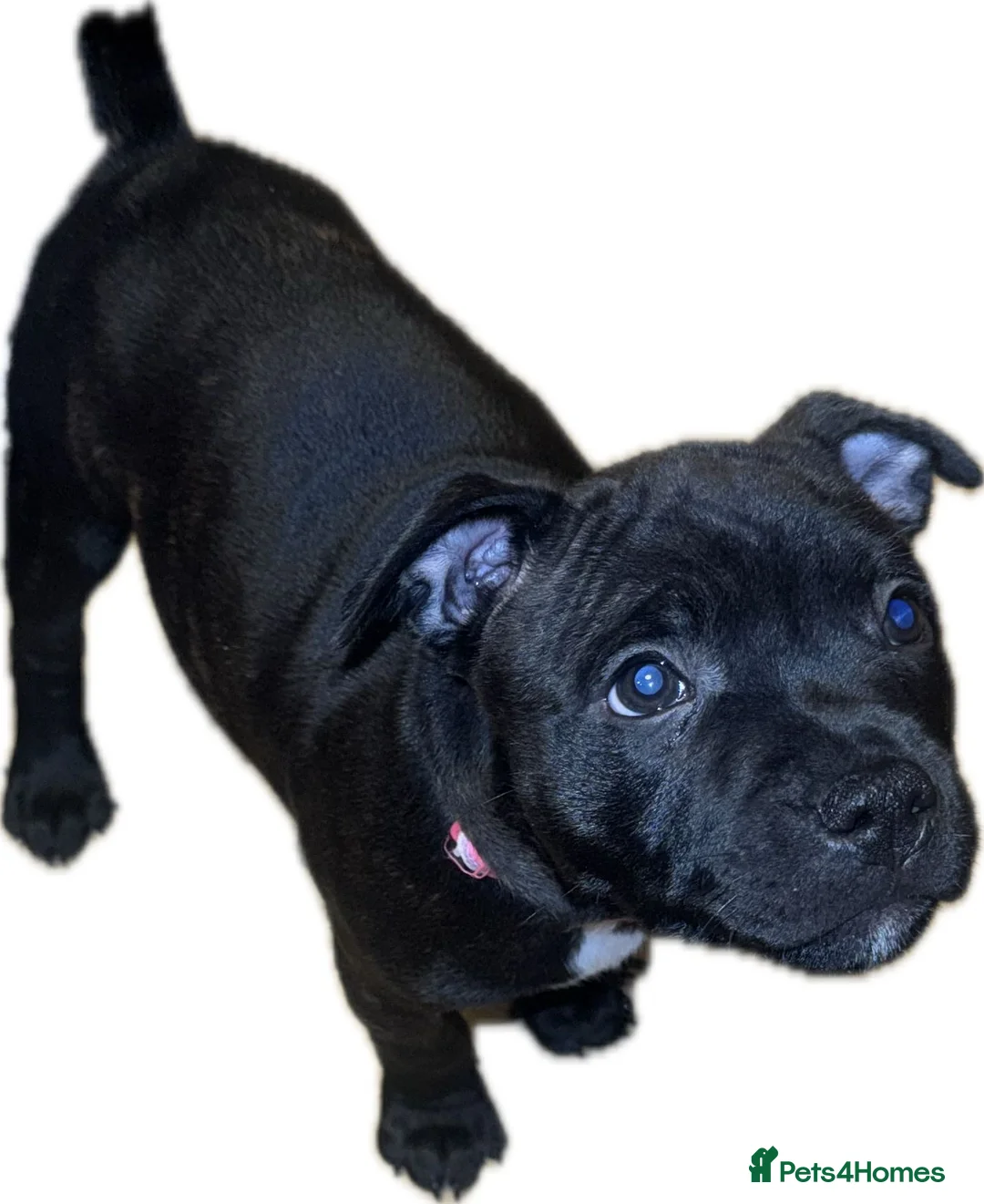 Staffordshire Bull Terrier dogs for sale: 🏆 CHAMPION BLUE BITCH READY TO LEAVE 🏆 - Advert 9