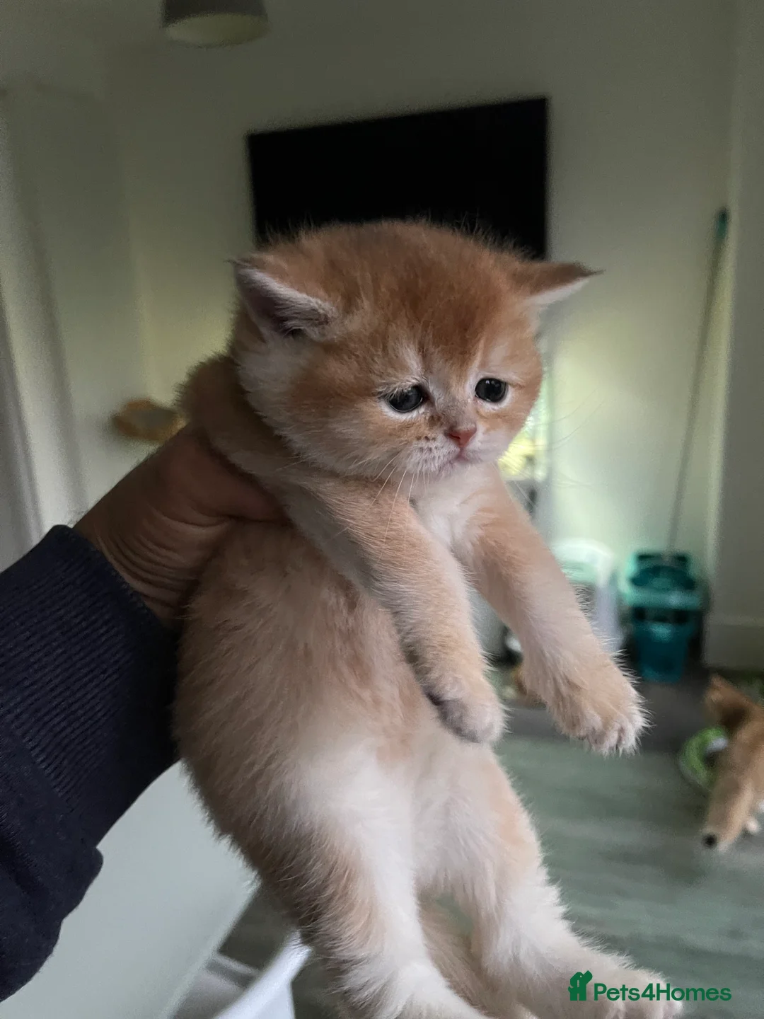 Scottish Fold cats for sale: SALE ! LUXURY GOLDEN CHINCHILLA  SCOTTISH FOLD KIT - Advert 5