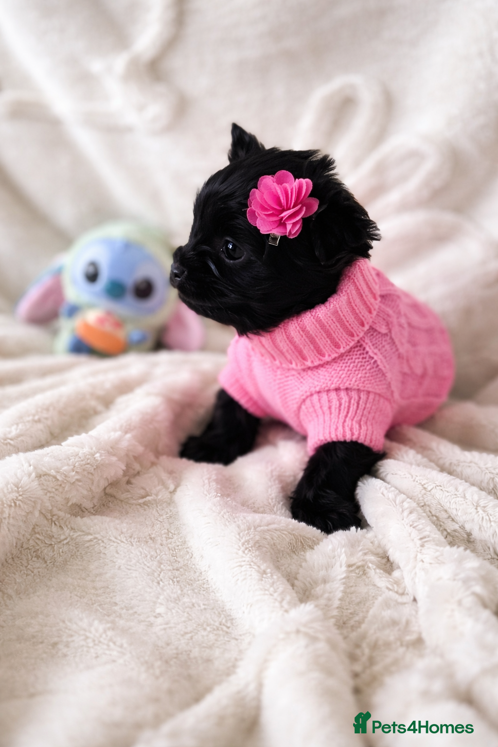 Yorkshire Terrier dogs Mini Black Yorkshire terriers puppies  - Advert 8