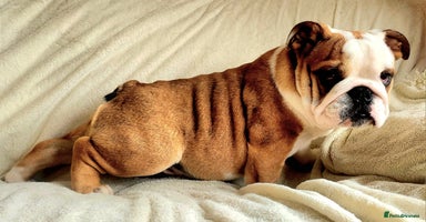 English Bulldog dogs - Advert 7
