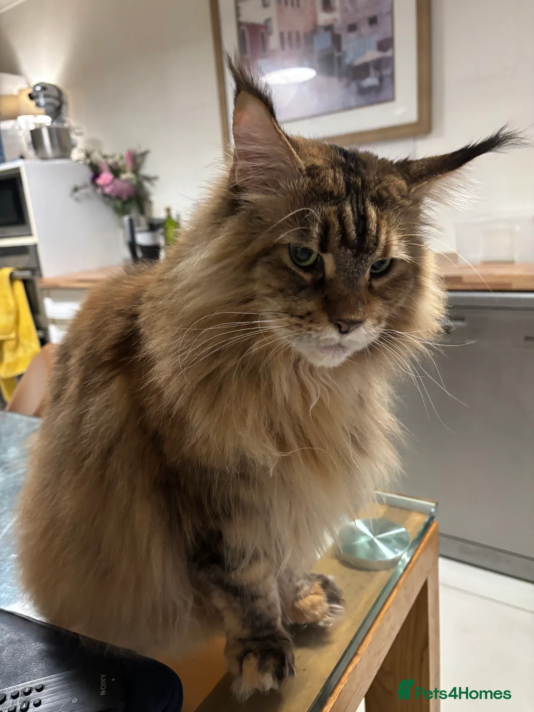 Maine Coon cats for sale: Siberian Maine Coon Cat  in Southampton - Advert 2