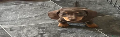 Beautiful miniature boy Puppy (green)