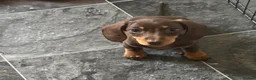 Miniature Dachshund dogs for sale: LAST BEAUTIFUL KC REG BOY!! READY TO GO NOW 🐾🐾 - Advert 8