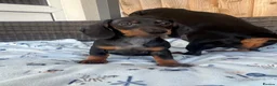 Dachshund dogs for sale: Dachshund  - Advert 2