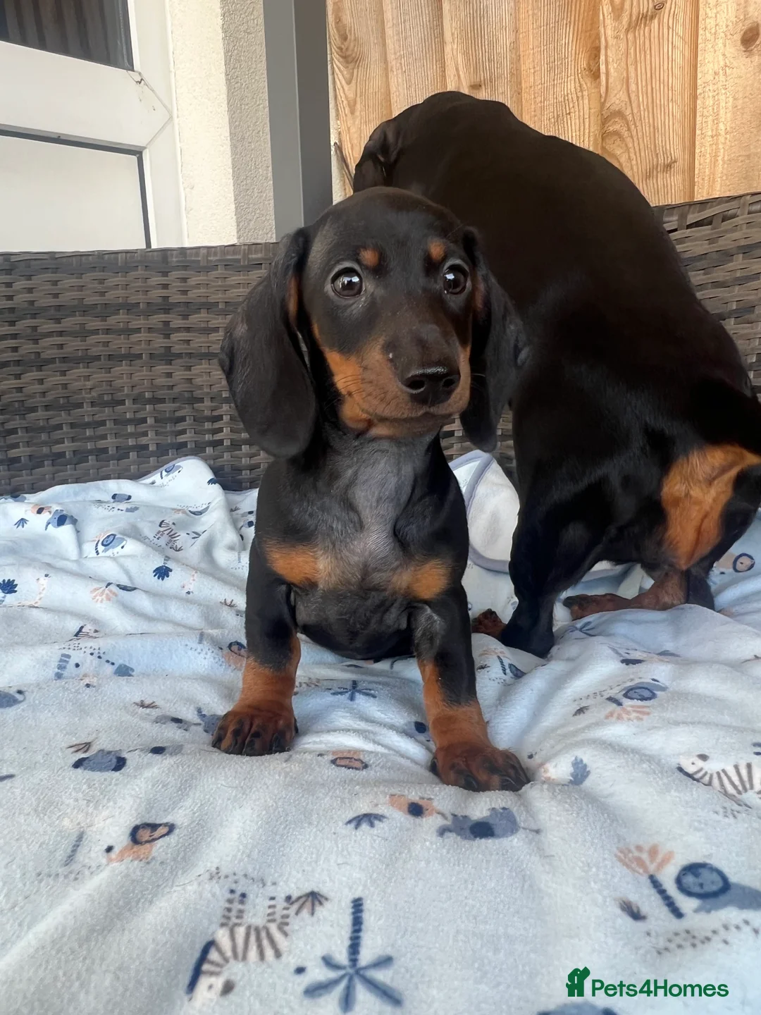 Dachshund dogs for sale: Dachshund  - Advert 2