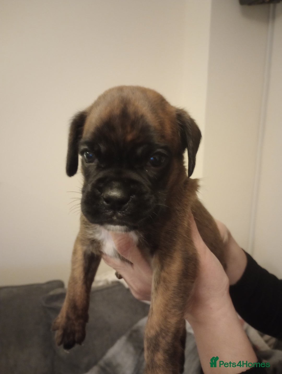 Boxer dogs for sale: Boxer Puppies  - Advert 24