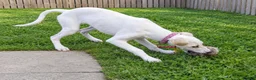 Mixed Breed dogs for sale: Absolutely beautiful almost pure Saluki girl  in Barnsley - Advert 3