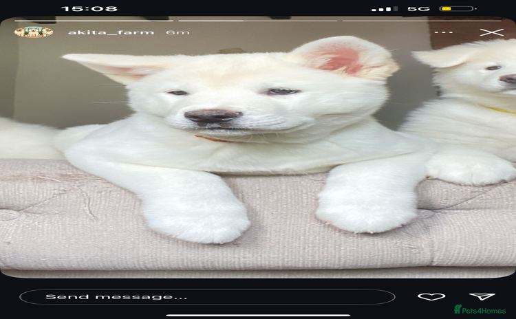 Akita dogs in Wolverhampton - Advert 1