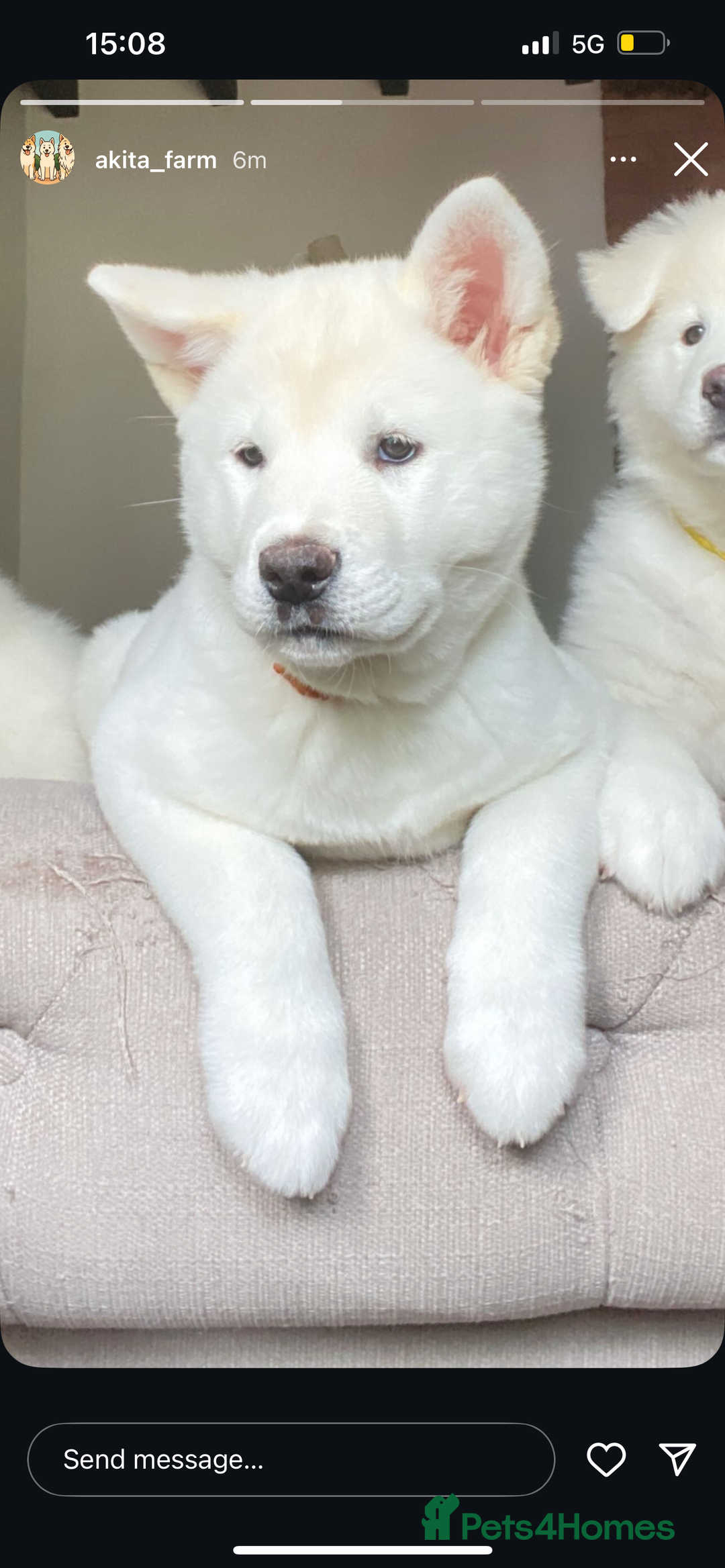 Akita dogs for sale:  2 Beautiful white American Akita female in Wolverhampton - Image 5