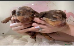 Miniature Dachshund dogs for sale: Chocolate Tan Dapple Healthy Dachshund Puppies - Image 3