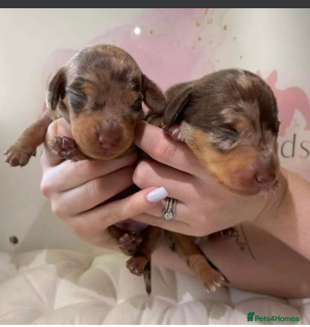 Miniature Dachshund dogs for sale: Chocolate Tan Dapple Healthy Dachshund Puppies - Image 3