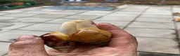 Snails invertebrates for sale: Mixed  in Wellington - Advert 1