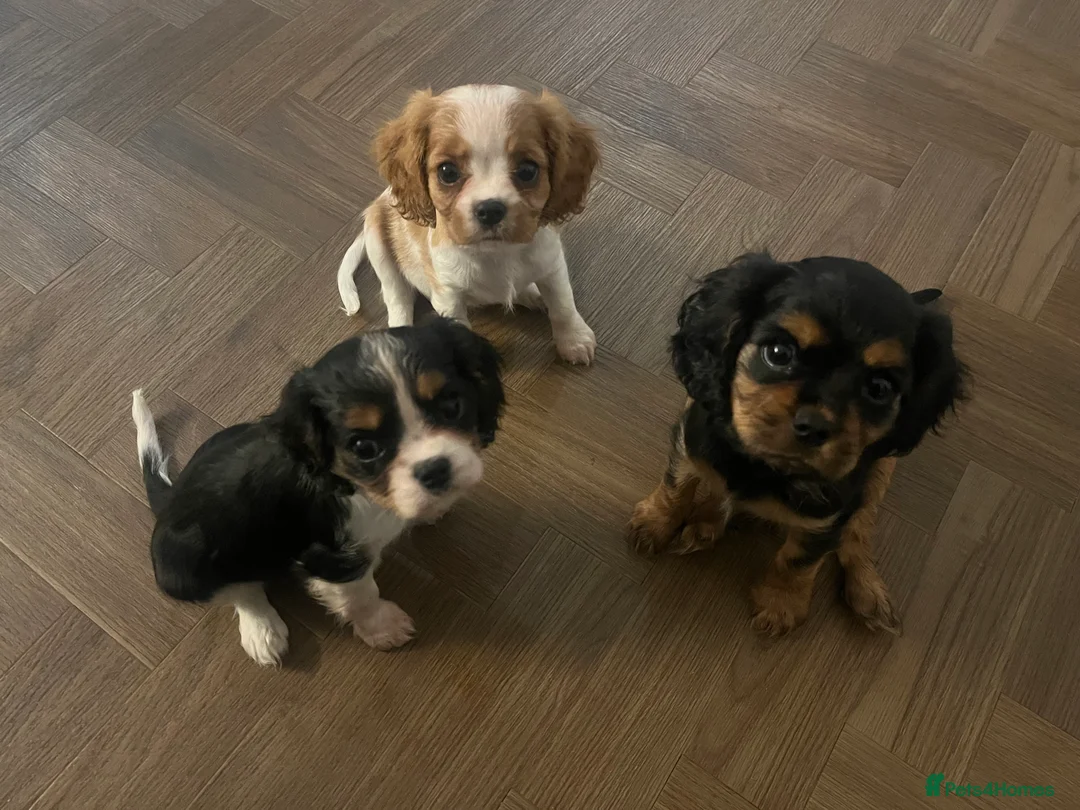 Cavalier King Charles Spaniel dogs for sale: Ready to leave now- KC Reg CKCS Blenheim Girl - Advert 2