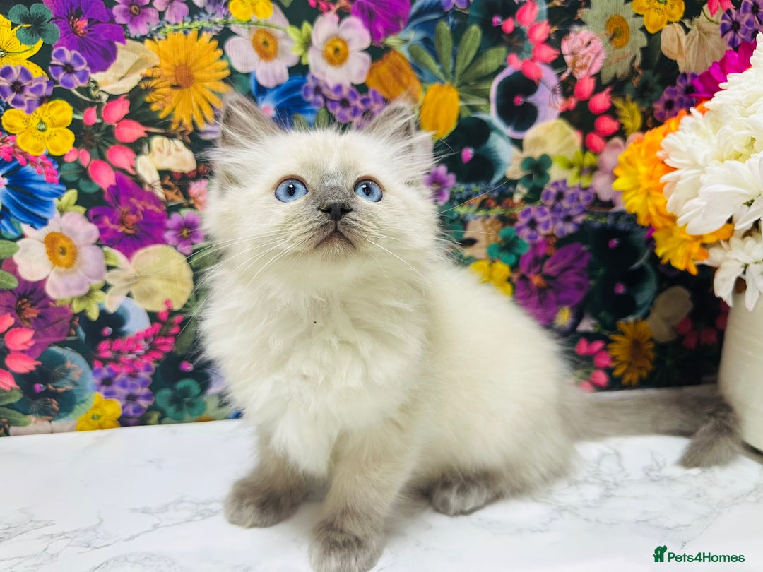 Ragdoll cats for sale: Beautiful Ragdoll Kittens  - Image 26