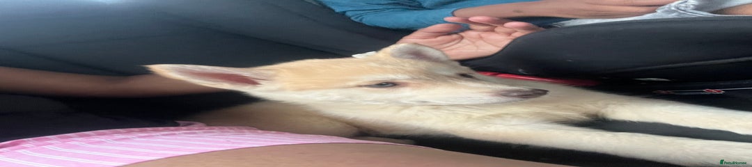 Mixed Breed Puppy 2