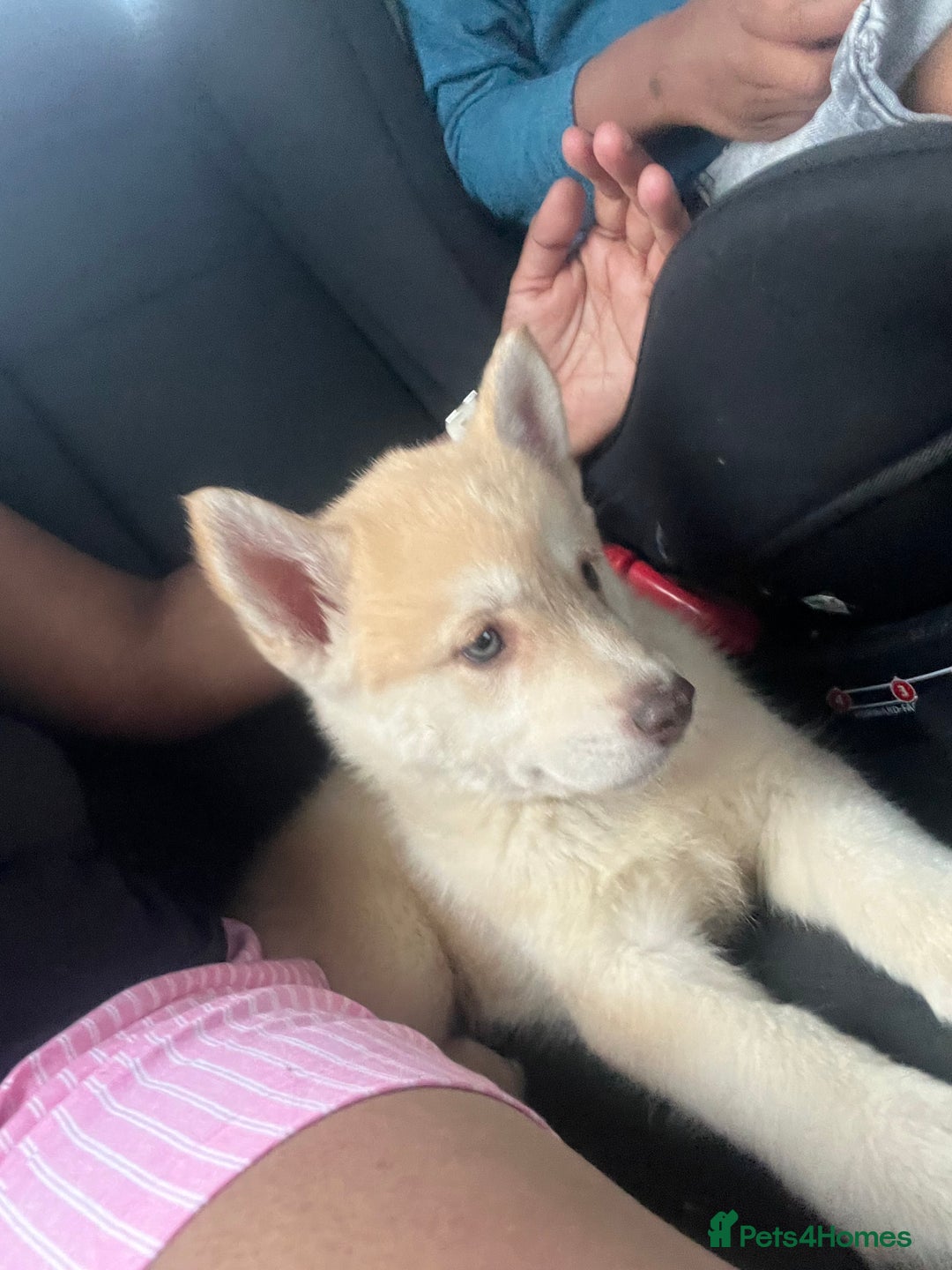 Mixed Breed dogs for sale: For sale Husky  - Image 2