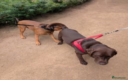 Mixed Breed dogs for sale: Lex 2 year old boy - Image 4