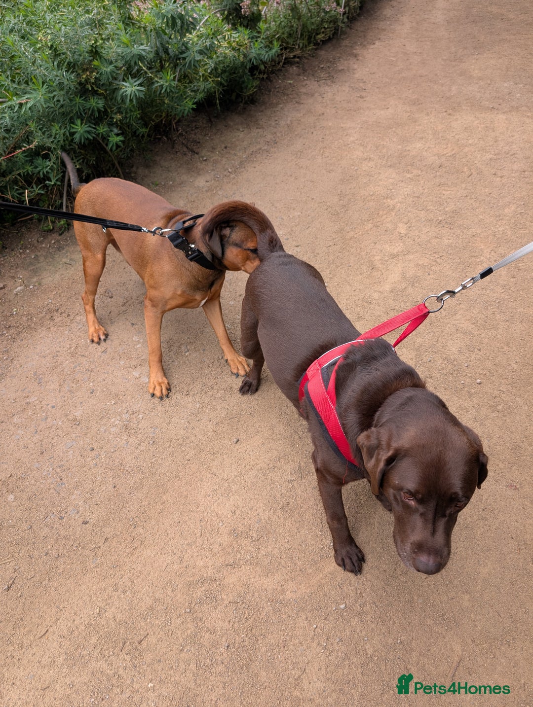 Mixed Breed dogs for sale: Lex 2 year old boy - Image 4