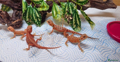 Bearded Dragon reptiles - Advert 9