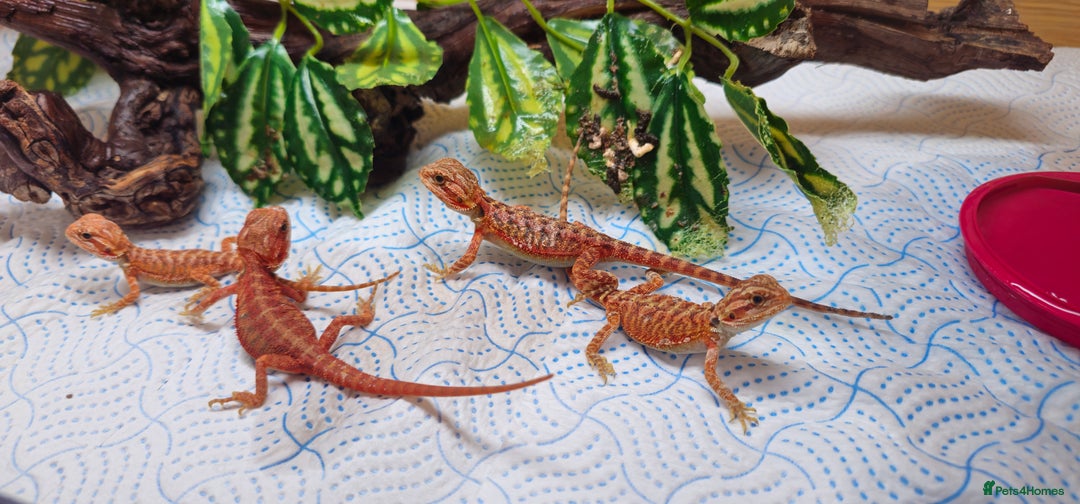 Bearded Dragon reptiles for sale: Red Bearded Dragons  - Image 3